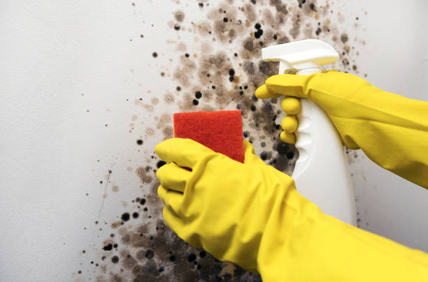 Mold Removal Process in Corydon, IA