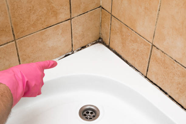 Best Affordable Mold Removal  in Corydon, IA